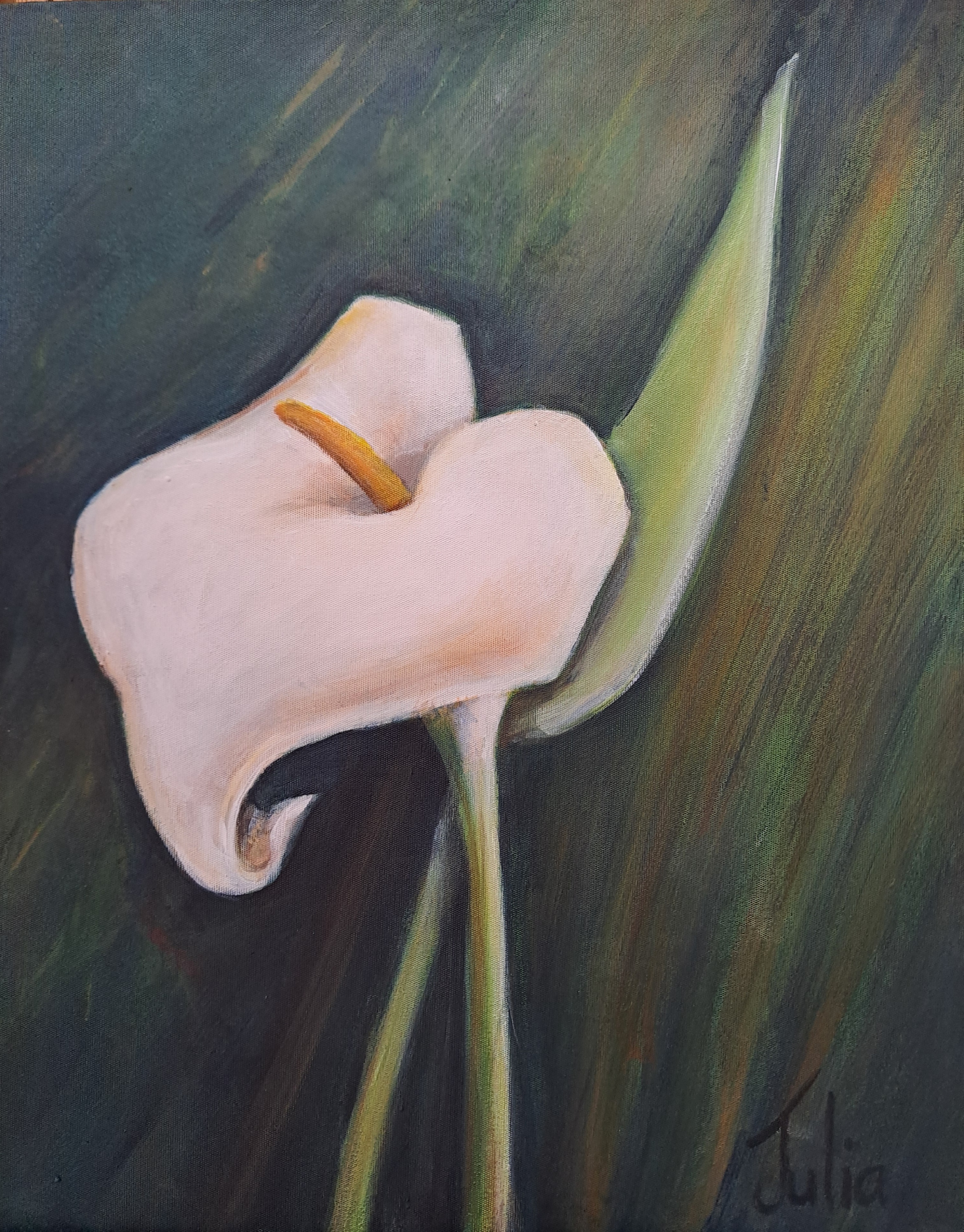 Arum_Lily